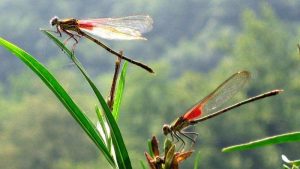 Những kinh nghiệm dân gian về thời tiết chính xác nhất