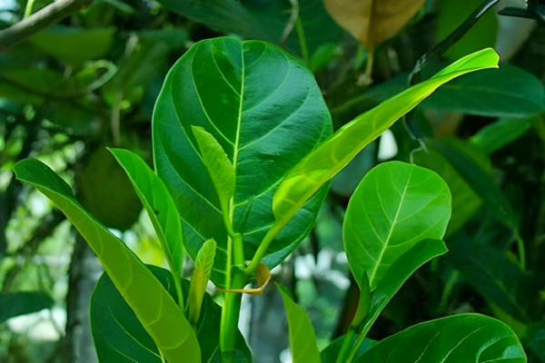 Uống nước lá mít - Mẹo dân gian gọi sữa về sau sinh mổ hiệu quả